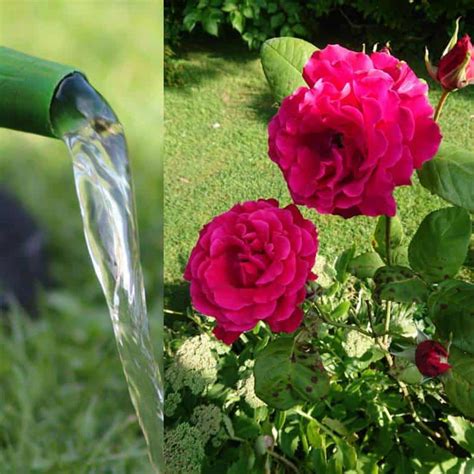 moisture meter reading for roses|best time to water roses.